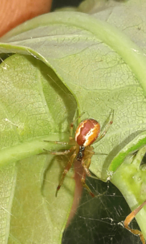 Famiglia Linyphiidae? No, Theridiidae: Anelosimus sp. - prov. PD